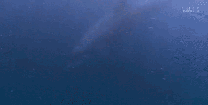 這隻貓天天和貓頭鷹幹架,卻打出了一段黑白配神仙友情 這隻貓天天和貓頭鷹幹架,卻打出了一段黑白配神仙友情