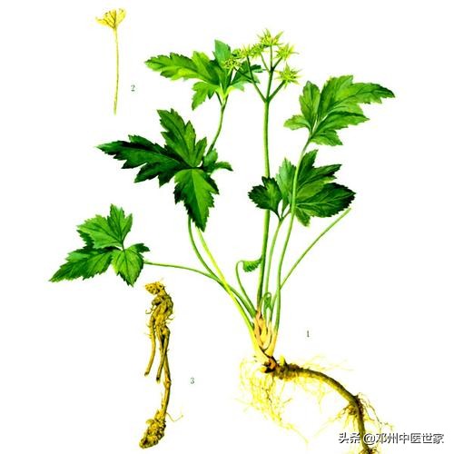 藥性歌括四百味、黃連