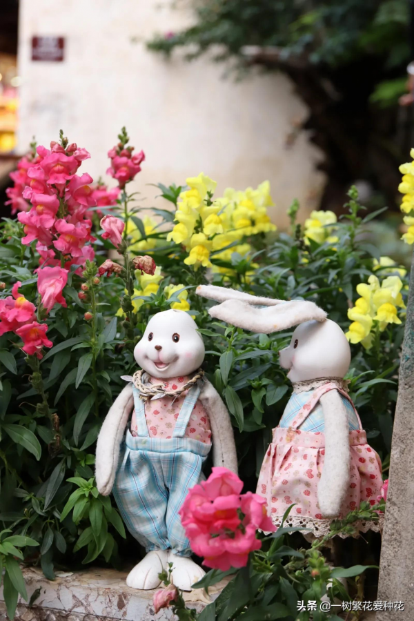 秋天是這10種花卉的天下,薰衣草、大麗花、薰衣草種在花園超美 秋天是這10種花卉的天下,薰衣草、大麗花、薰衣草種在花園超美