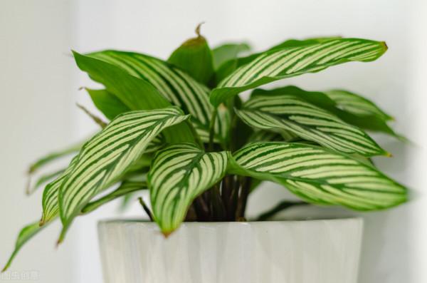 17種“怕凍”花，天冷早點收屋裡，小心變“空盆”