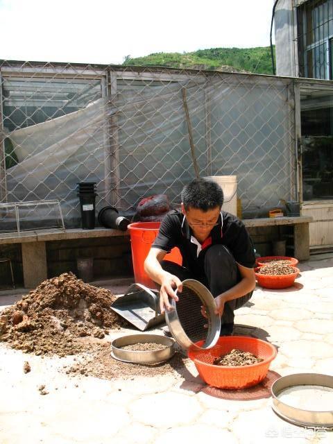 蜂窩煤渣燒完就丟？這樣處理一下，變身成養花的好材料