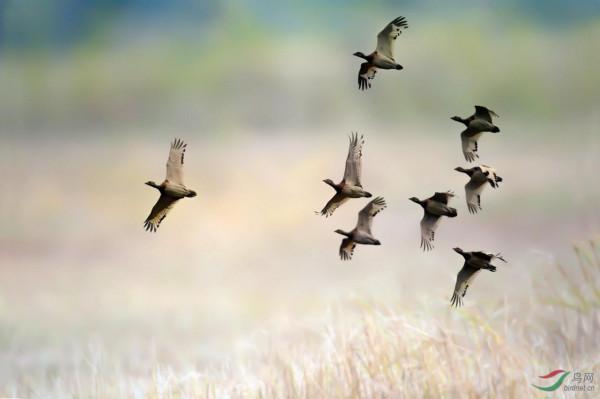 新疆大鴇、小鴇，太美啦，獵殺要坐牢