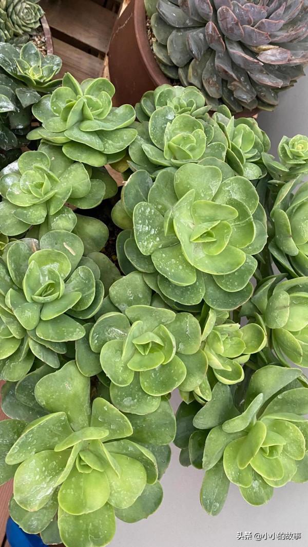 入冬的多肉 入冬的多肉