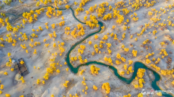 金秋時節,新疆戈壁的胡楊林穿上了華麗的服裝 金秋時節,新疆戈壁的胡楊林穿上了華麗的服裝