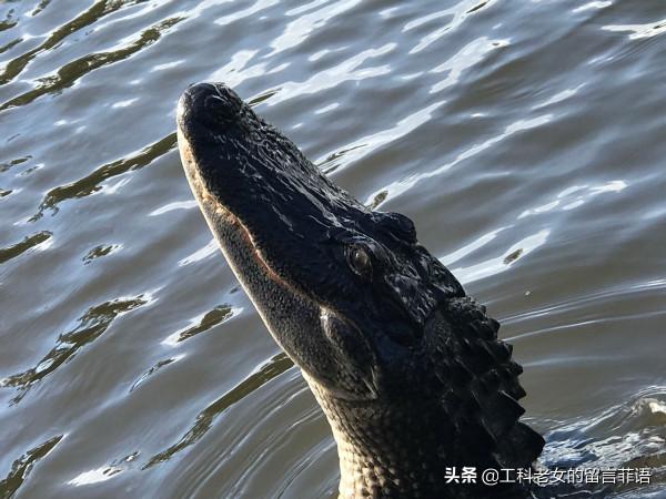 新奧爾良：看鱷魚，吃鱷魚