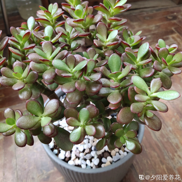 3種花要“窮養”，塞進小盆少澆水，長得格外好