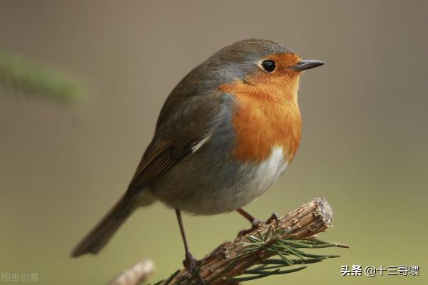 鳥娃談小鳥——從體型上來觀察，越是小型鳥類，越是屬於大頭怪