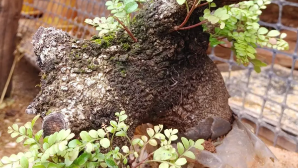 都說清香木難栽種？其實掌握這些方法並不難