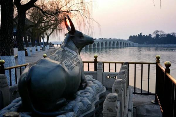 聊聊人類的好朋友——牛