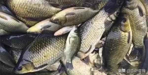 春季釣魚技巧