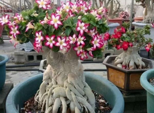 6種花“喝水少”，不用澆太勤，漂亮還好養