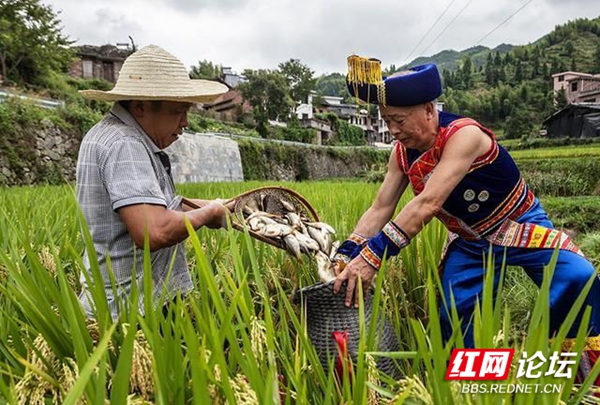 好日子就快到來，這樣的稻花魚可以解饞了