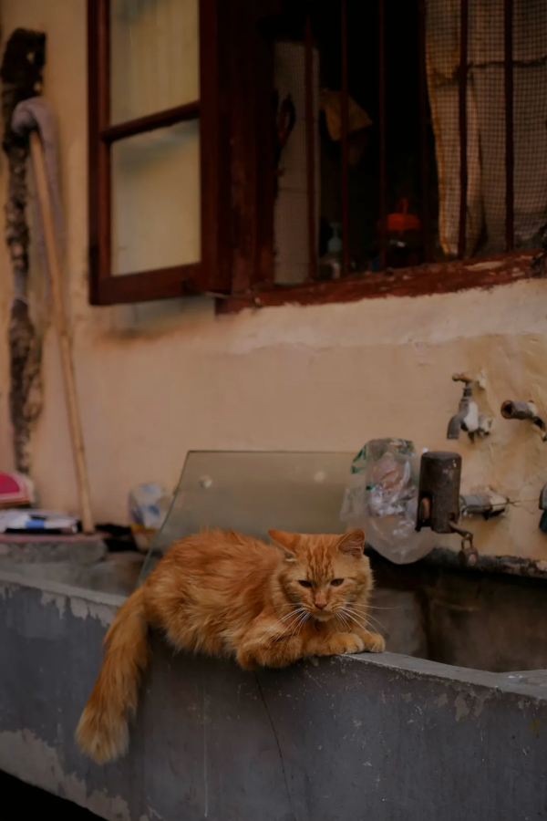 無弄堂，不上海