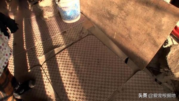 深山裡的狗媽媽，靠施捨艱難度日，為了生存它把小狗送給好心人