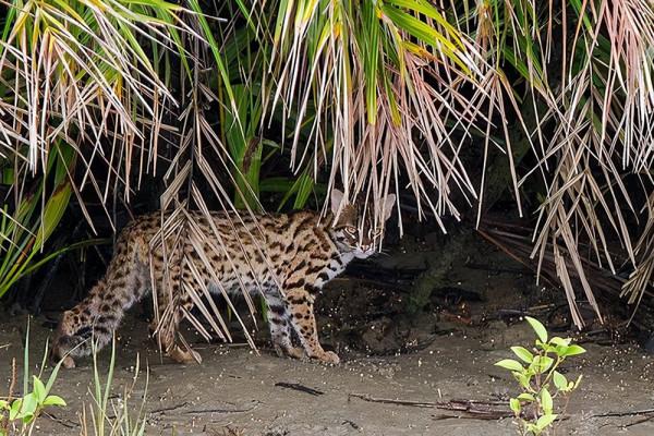 猛獸危險!“石虎”現身廣東,外貌像極家貓,常被人誤當貓咪飼養 猛獸危險!“石虎”現身廣東,外貌像極家貓,常被人誤當貓咪飼養