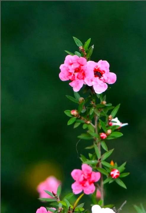 非松亦非梅的松紅梅