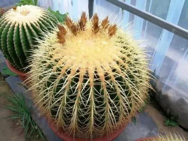 分享圖片五種長得醜但&OpenCurlyDoubleQuote;旺家宅&rdquo;的花