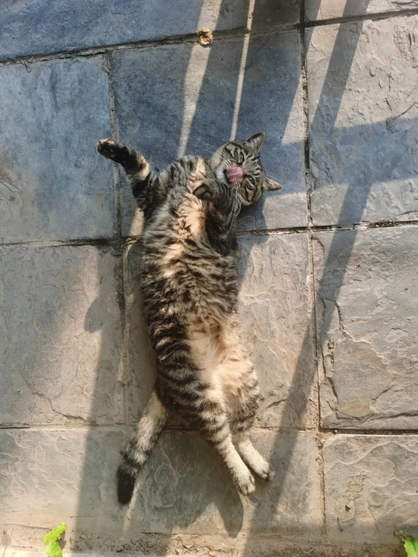 “貓條”好吸嗎? “貓條”好吸嗎?