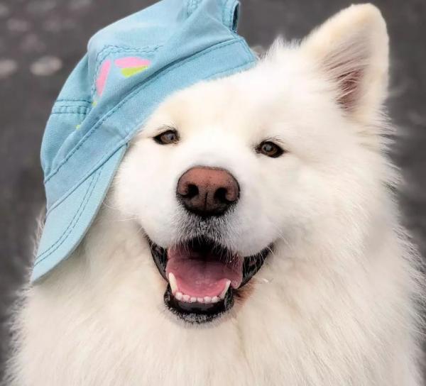 “對人友好”的中大型狗狗，看看你更喜歡哪隻