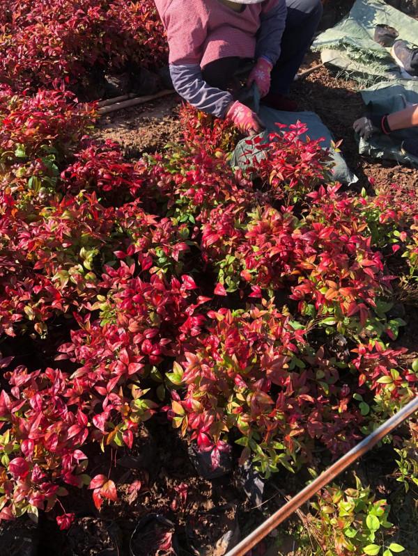 火焰南天竹跟普通南天竹的區別,火焰南天竹實時價格更新 火焰南天竹跟普通南天竹的區別,火焰南天竹實時價格更新