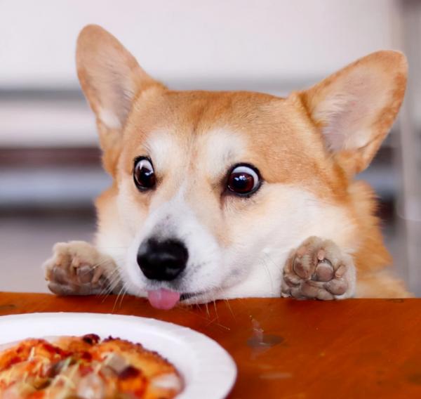 日本網友分享萌寵柯基的日常，每一張曬圖都堪稱行走的表情包