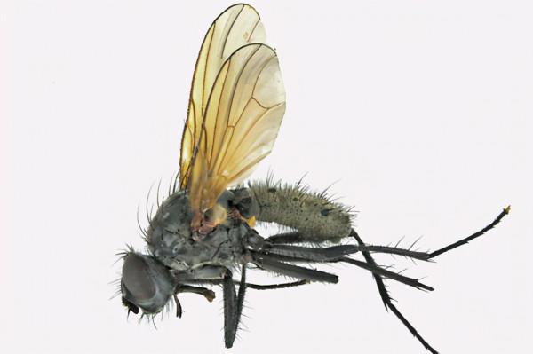 為什麼用手很難打到蒼蠅，用拍子卻很容易？