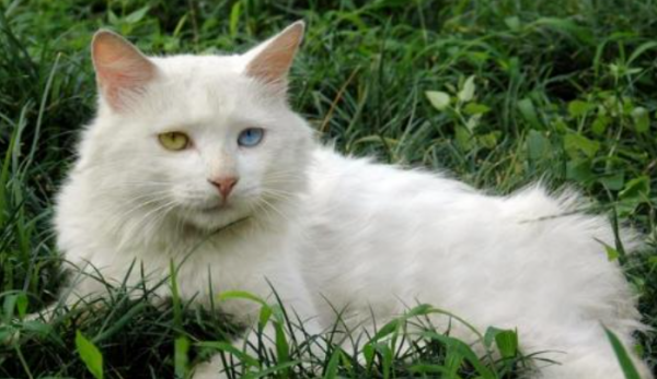 人人都說“中華田園貓”好,為什麼拋棄它的人還這麼多? 人人都說“中華田園貓”好,為什麼拋棄它的人還這麼多?