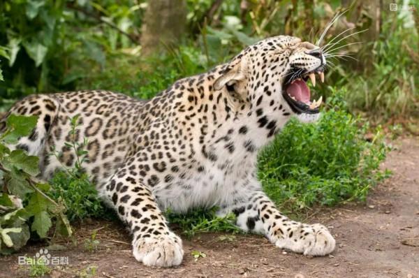 盤點世界上豹子的種類