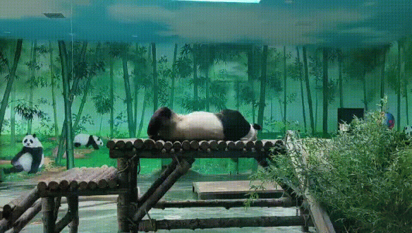 憨態可掬惹人愛！這樣的小可愛，誰能忍心拒絕呢？