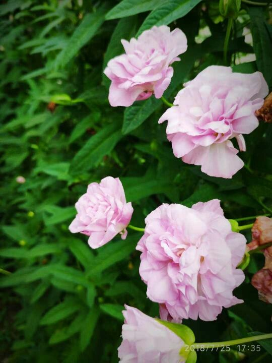 3種花外表看著弱不禁風,實則長勢非常瘋狂,養一盆不虧 3種花外表看著弱不禁風,實則長勢非常瘋狂,養一盆不虧