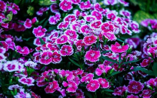 優良新型草坪植物—常夏石竹可用植物非試管高效快繁技術快繁