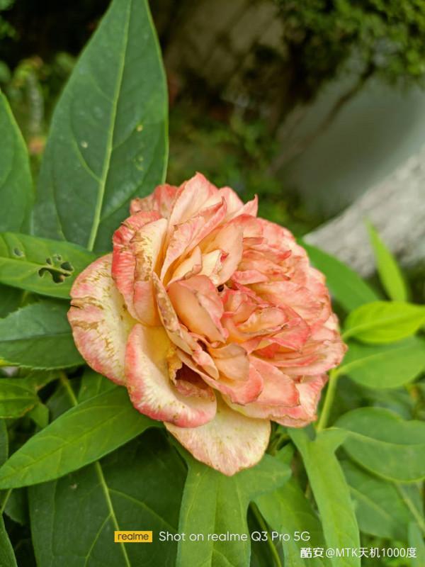 再一次信任聯發科？&mdash;&mdash;真我Q3Pro深度測評