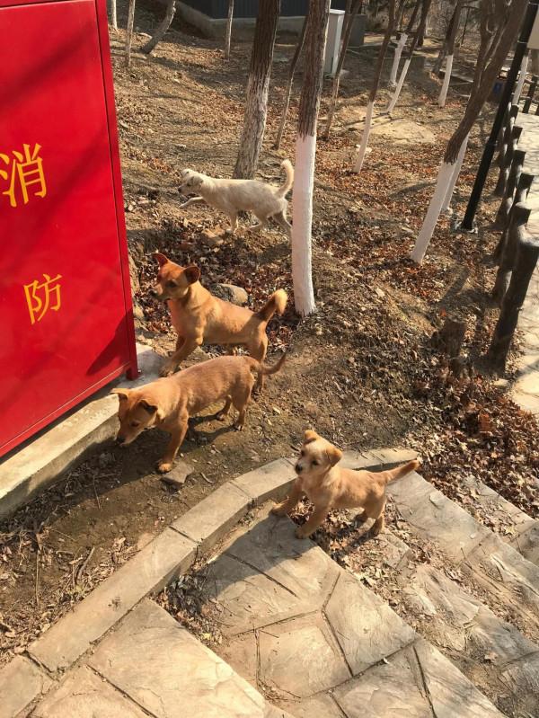 關於本人餵食流浪貓以來聽到的一些反對的聲音