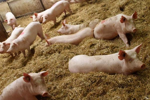 我國出現超級養豬場，年產量高達210萬隻，究竟是怎麼運作的？