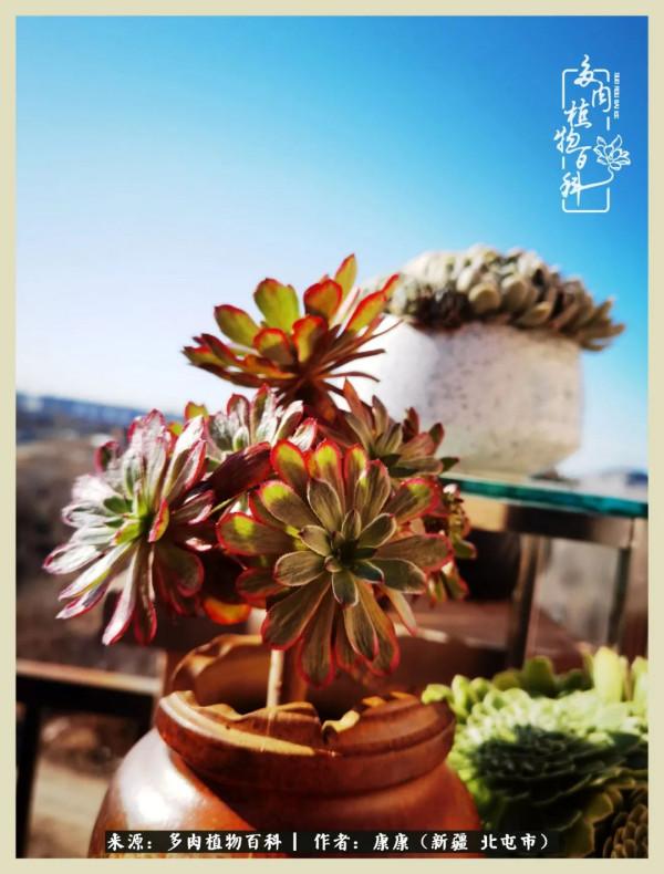 遠處都是風景，近處全是人生，眼前卻是多肉