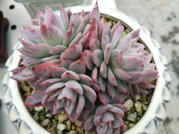 女王系多肉中顏色最夢幻的品種紫羅蘭女王,秋季開始上色了,真美 女王系多肉中顏色最夢幻的品種紫羅蘭女王,秋季開始上色了,真美