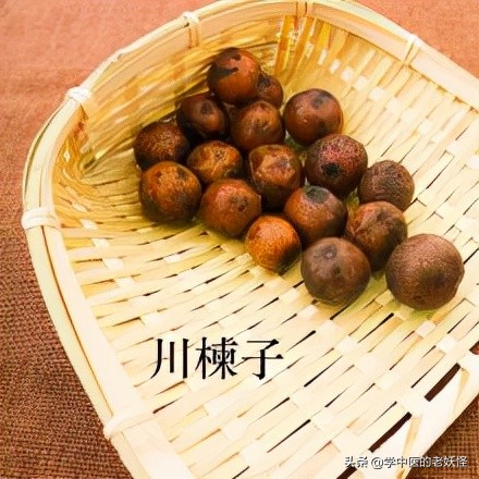每日一味中藥——川楝子