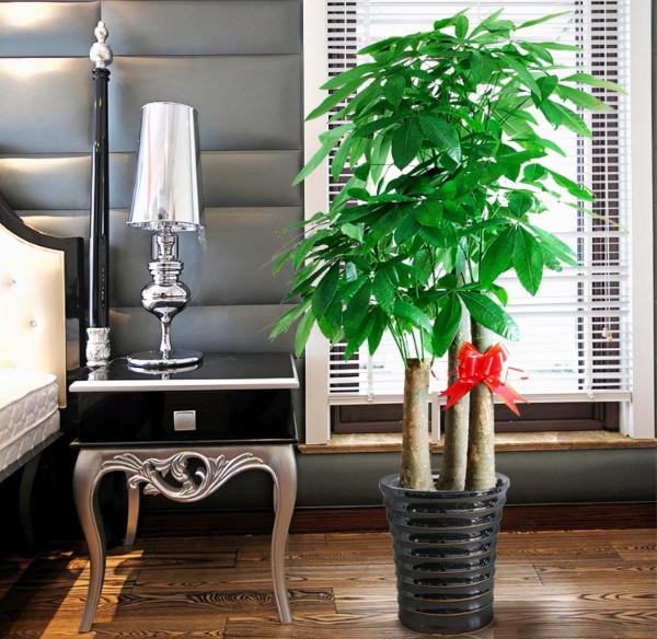 適合養在客廳的“6種吉祥花”，大氣有格調，高階上檔次