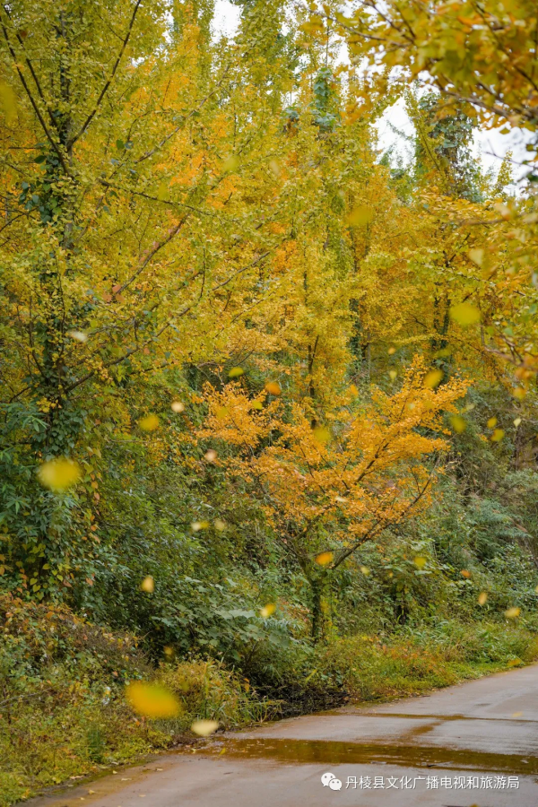 十里銀杏長廊即將進入“醉”美時節,錯過又要等一年 十里銀杏長廊即將進入“醉”美時節,錯過又要等一年