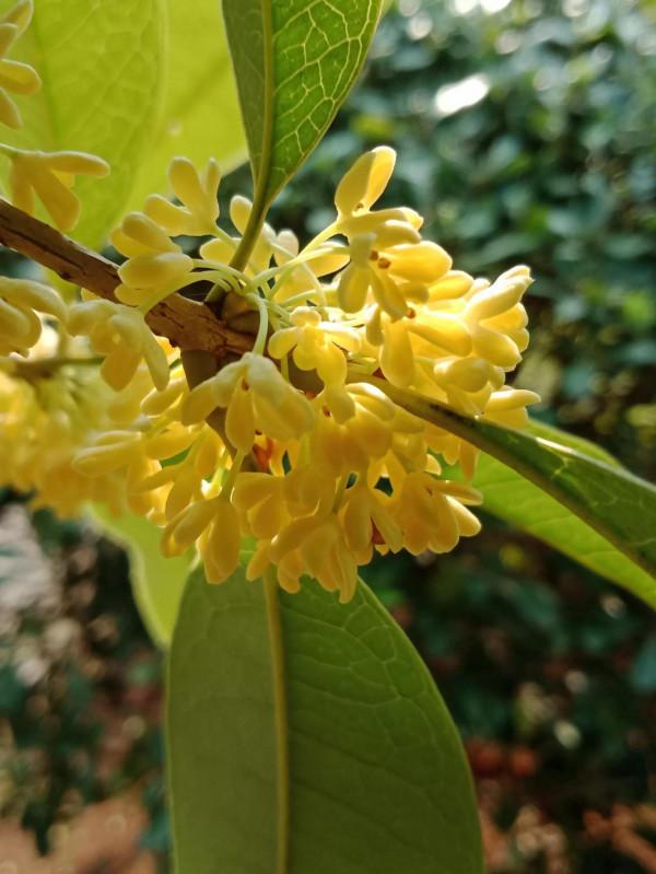 顯擺也許是人的一種本能