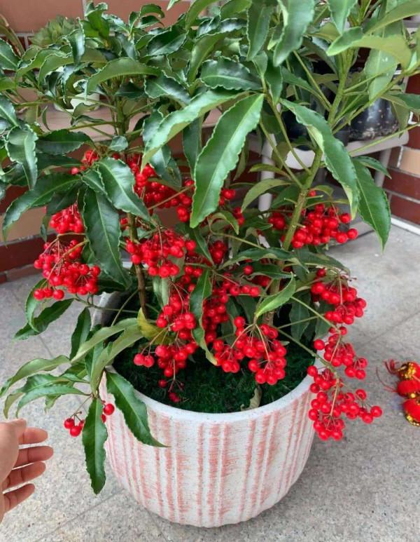 八種“旺財花”，一曬就黃葉，放在“半陰地”反而長得旺