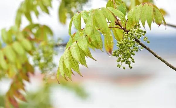 街上的老男孩—小鎮上的青年（咬樹葉）