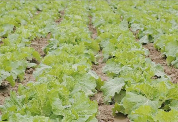 種白菜,青蟲為啥難防治?原因有2點,農戶以後要注意了 種白菜,青蟲為啥難防治?原因有2點,農戶以後要注意了