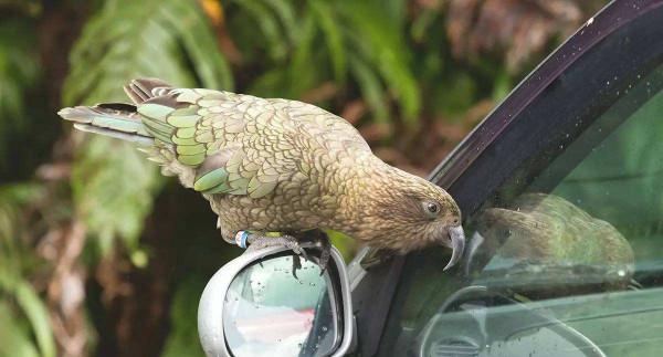 惹惱牧民的大鸚鵡：啄羊鸚鵡是如何從高山精靈，淪為啄羊惡棍的？