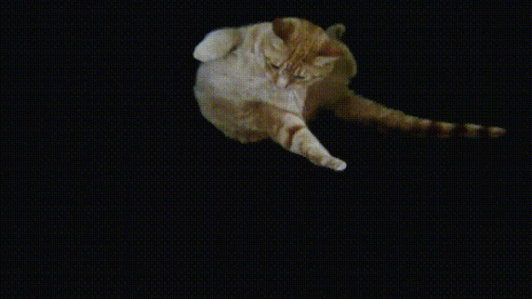 液體貓咪之謎：為什麼說貓都是液體？這竟然是被證明過的科學結論