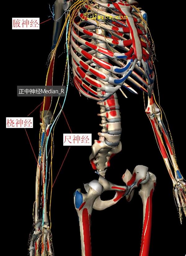 正中神經、尺神經和橈神經的位置、功能及損傷表現 正中神經、尺神經和橈神經的位置、功能及損傷表現