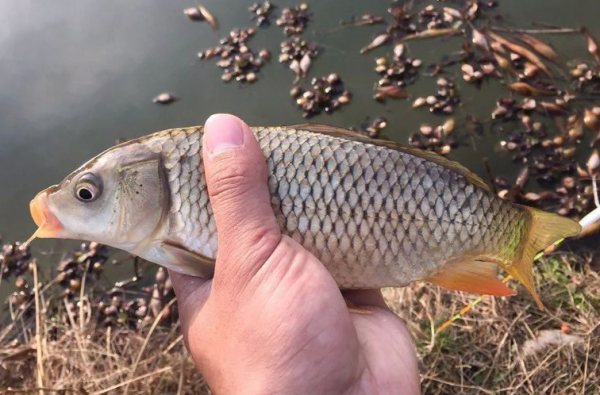 野釣時經常碰到的難題，一次全解決