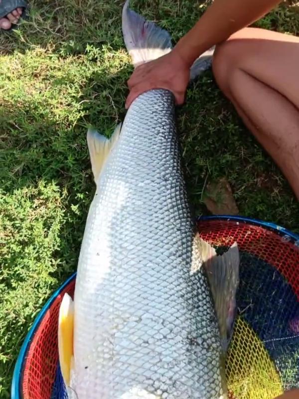 誤傷？湖北男子釣草魚卻意外釣起59斤水老虎，男子：溜得腿都軟了