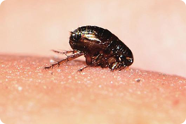 跳蚤的速度有多快？比飛機都快