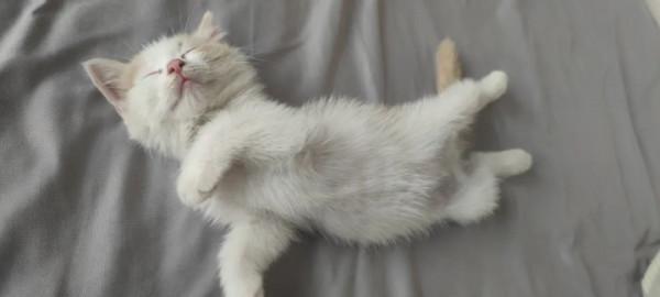 “領養了一隻貓,卻被救助人24小時監控。” “領養了一隻貓,卻被救助人24小時監控。”